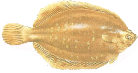 Lemon Sole
